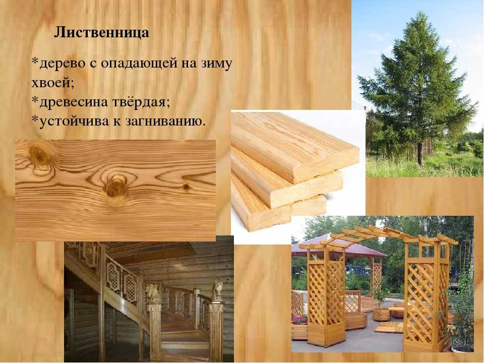 Древесина для строительства бани: как выбрать, плюсы и минусы липы, дуба, лиственницы и пихты