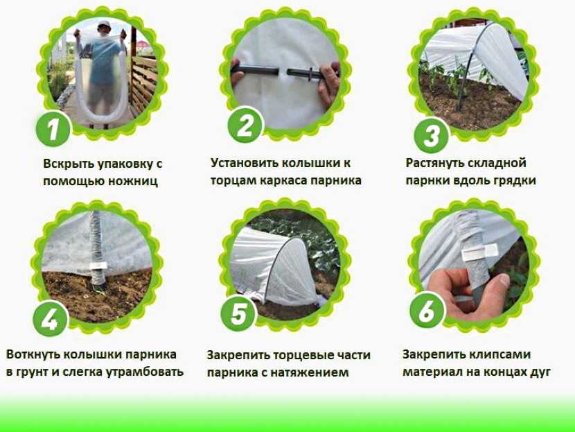 Фитоспорин для томатов – инструкция и особенности применения