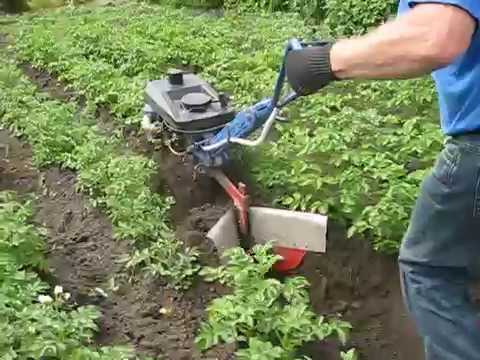 Окучивание картофеля мотоблоком: как окучивать картошку мотоблоками husqvarna tf-338, «крот» или «салют»?