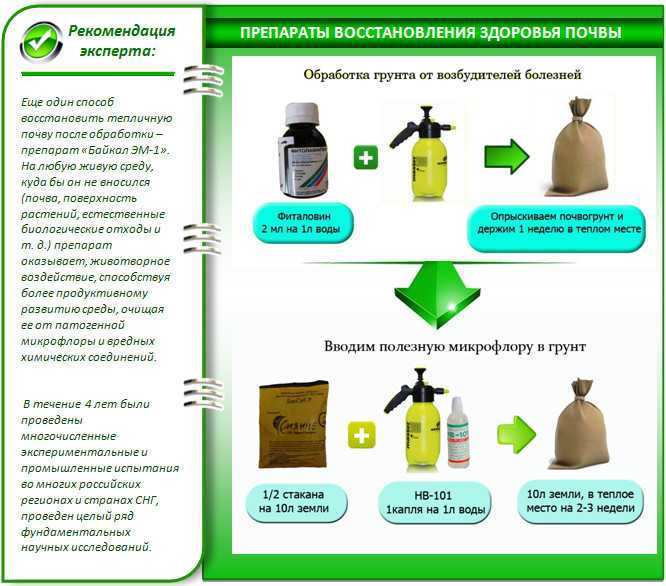 Чем обработать теплицу весной от болезней и вредителей