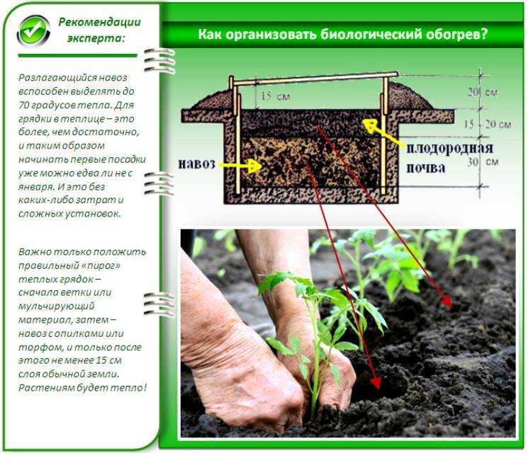 Чем обработать теплицу весной от вредителей и болезней