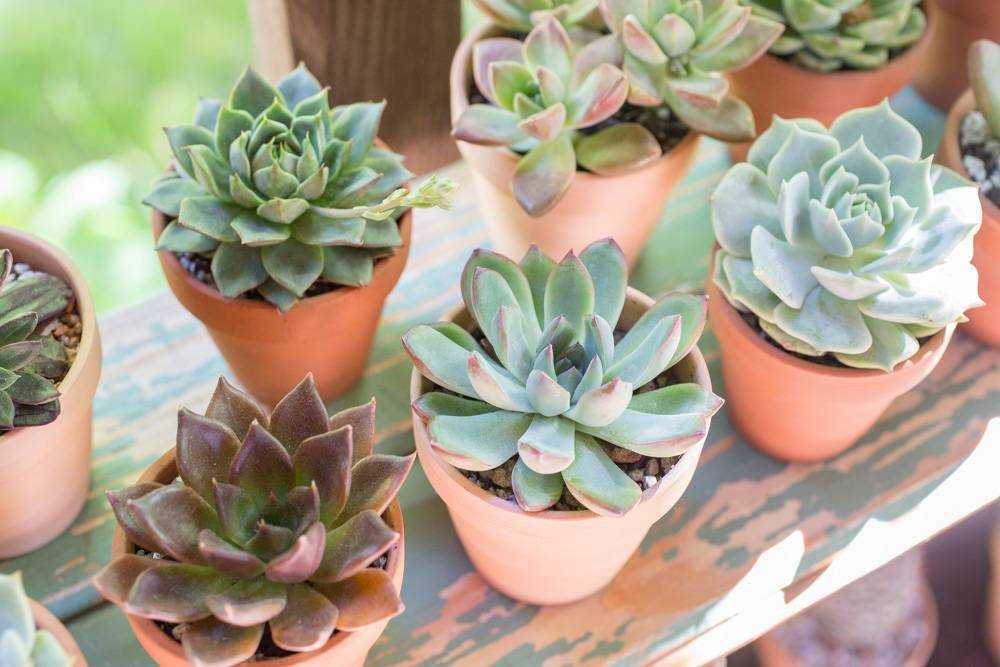 Эхеверия миранда (echeveria miranda): особенности ухода за этим суккулентом в домашних условиях