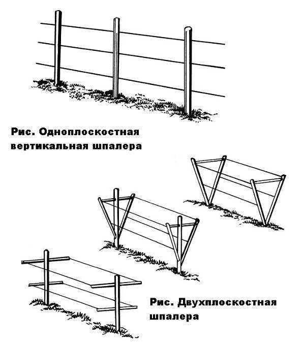 Шпалера для вьющихся растений своими руками: фото, видео инструкция