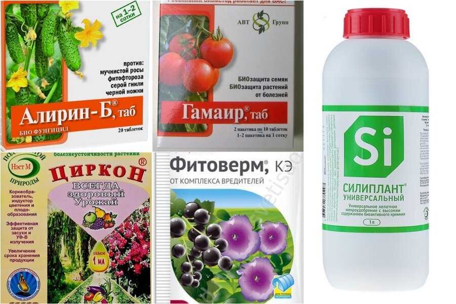 Обработка теплицы из поликарбоната осенью
