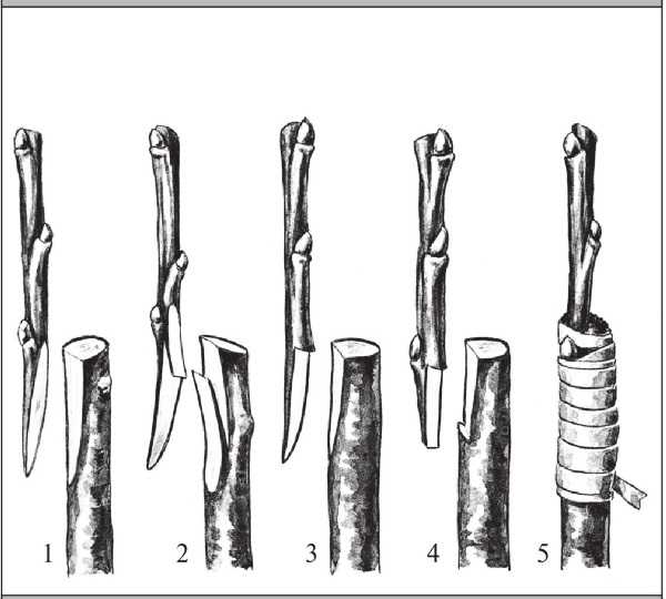 Секатор для прививки деревьев: разновидности и критерии выбора