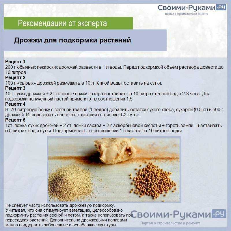 Подкормка огурцов дрожжами: как правильно удобрять, рецепты