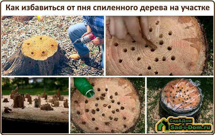 7 способов как удалить пень без корчевания. фото, видео