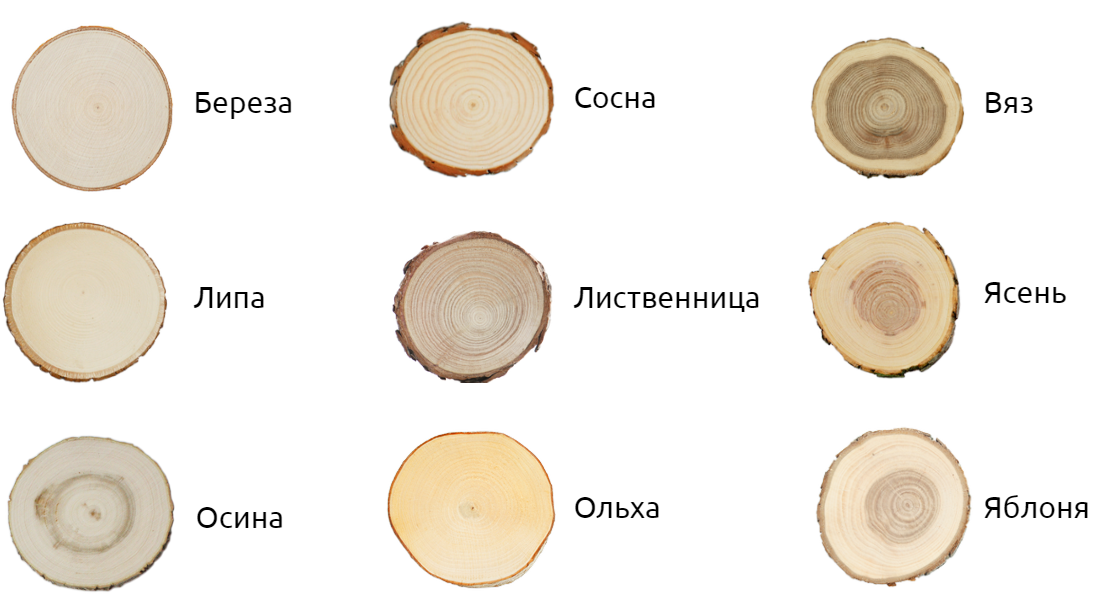 Липа как материал для строительства бани: плюсы и минусы