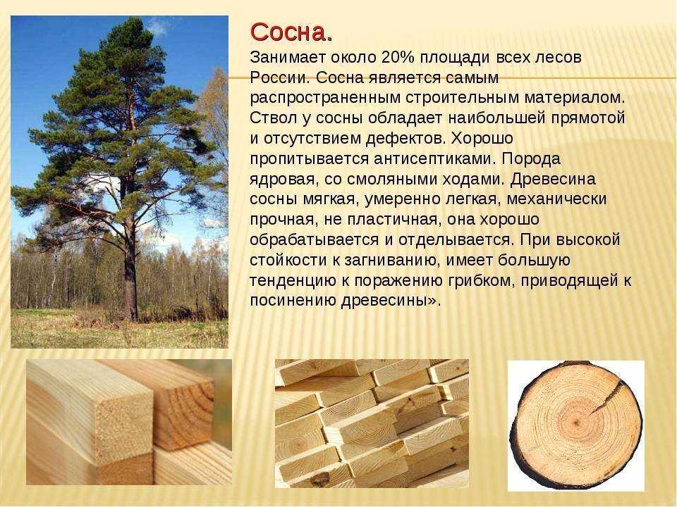 Сосна, липа или осина - какая вагонка лучше для бани: делюсь мнением после обшивки парилки | домовой | дизайн интерьера и ремонт