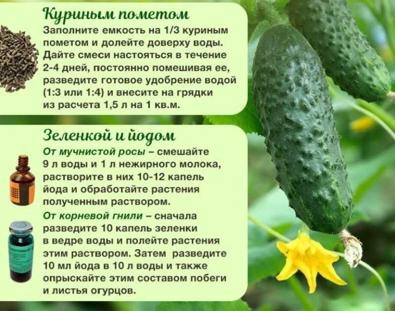 Как подкормить помидоры дрожжами в теплице: рецепты раствора для томатов от фитофторы и других болезней, отзывы дачников о таком удобрении