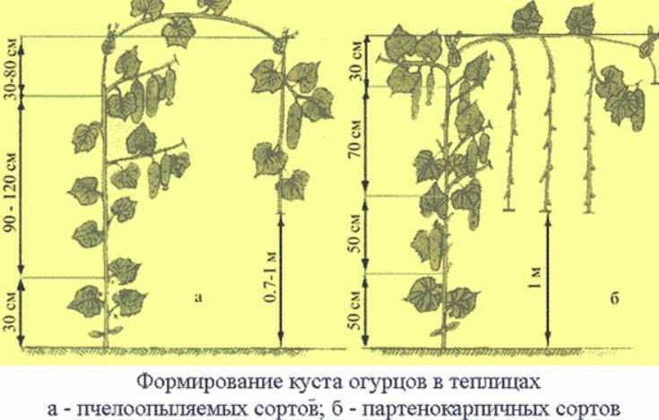 Шпалера для огурцов: как сделать своими руками из подручных материалов с фото