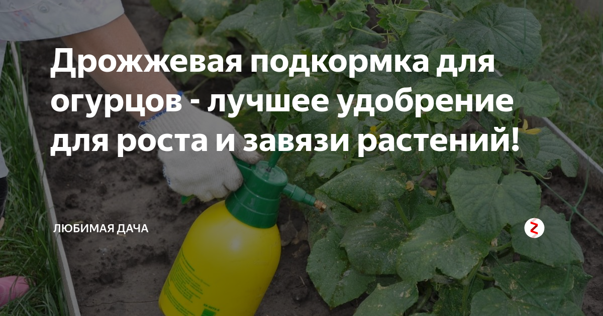 Как подкармливать огурцы дрожжами в теплице и открытом грунте