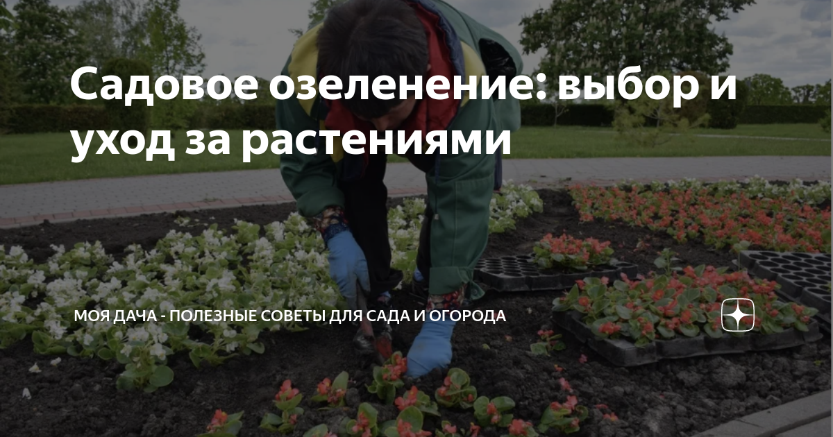 Правила расположения теплицы по сторонам света