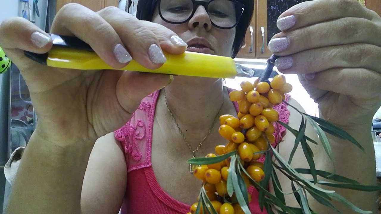 Как быстро своими руками собирать облепиху и основные приспособления
