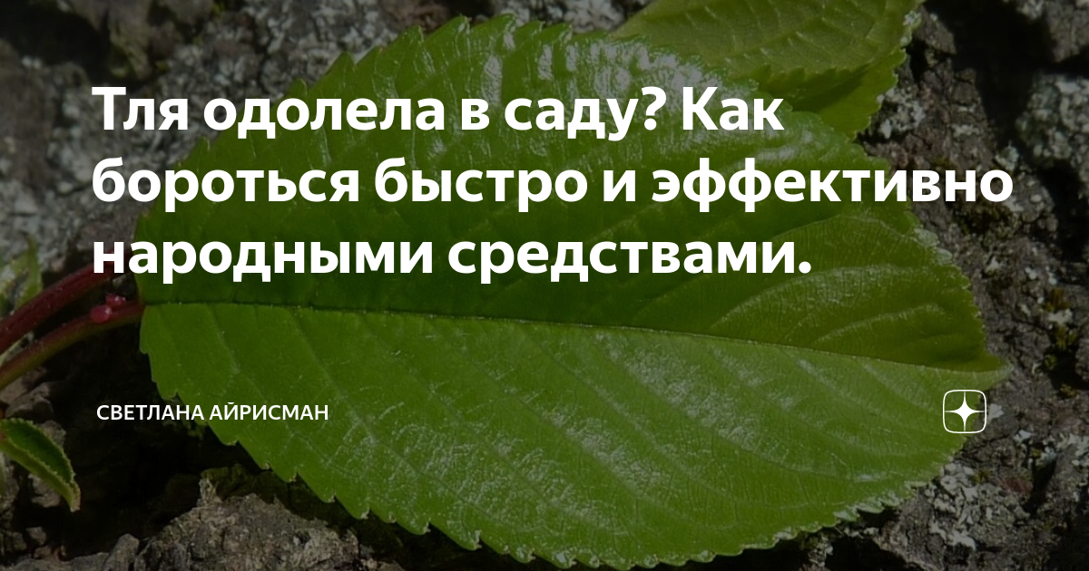 Как бороться с тлей на вишне и черешне, чем обработать тлю