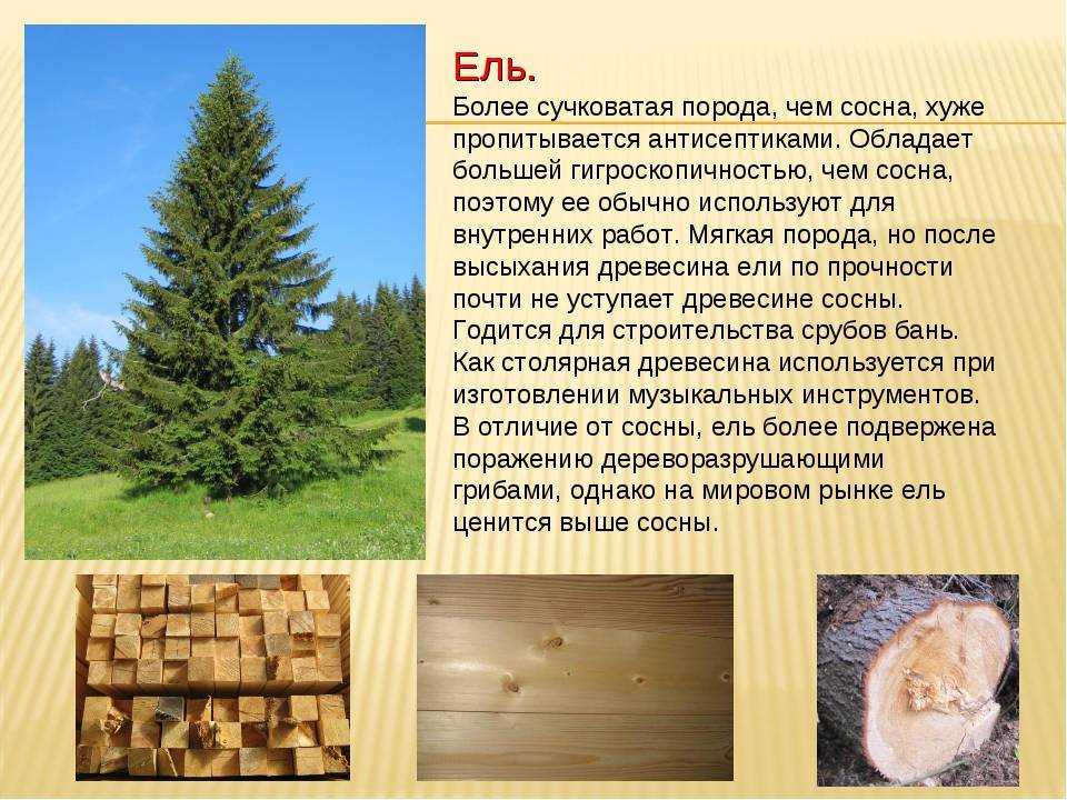 Из чего лучше строить баню из осины или сосны? | в чем разница