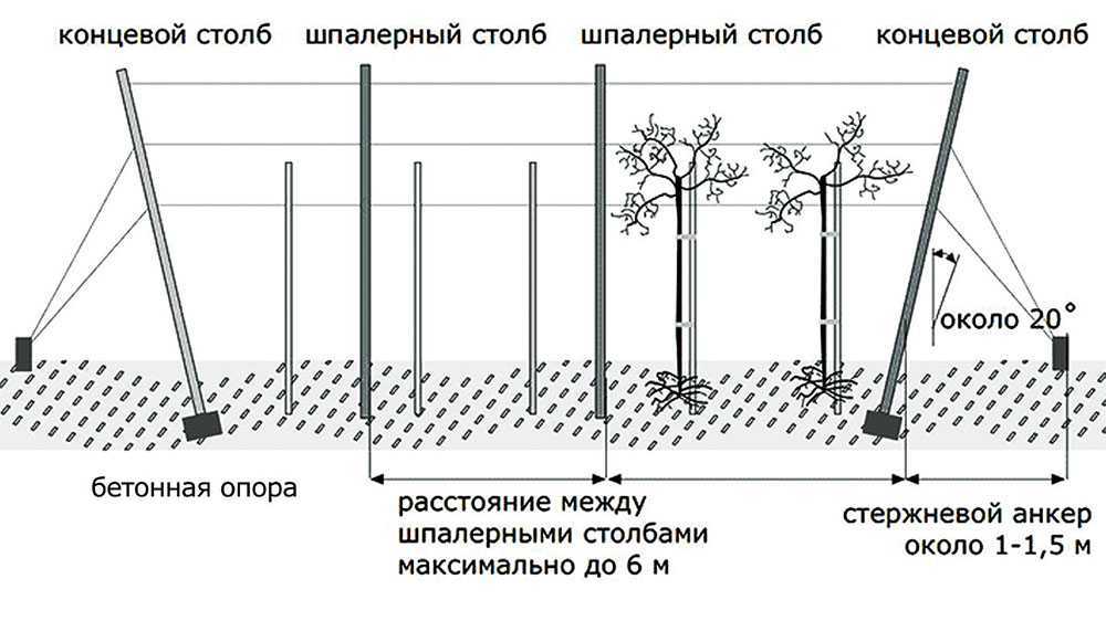 Шпалера для винограда — пошаговая инструкция, как сделать своими руками. обзор популярных конструкций + 100 фото