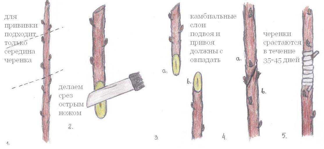Секатор для прививки деревьев, особенности, выбор инструмента и уход за ним