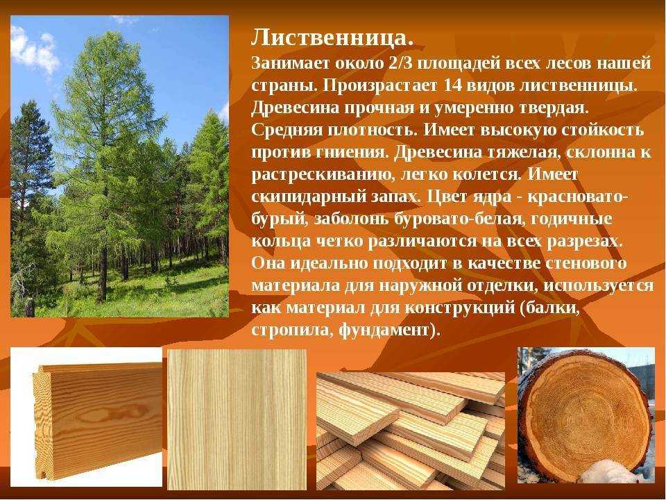 Ольха или липа для парной что лучше. вагонка для парилки какая лучше