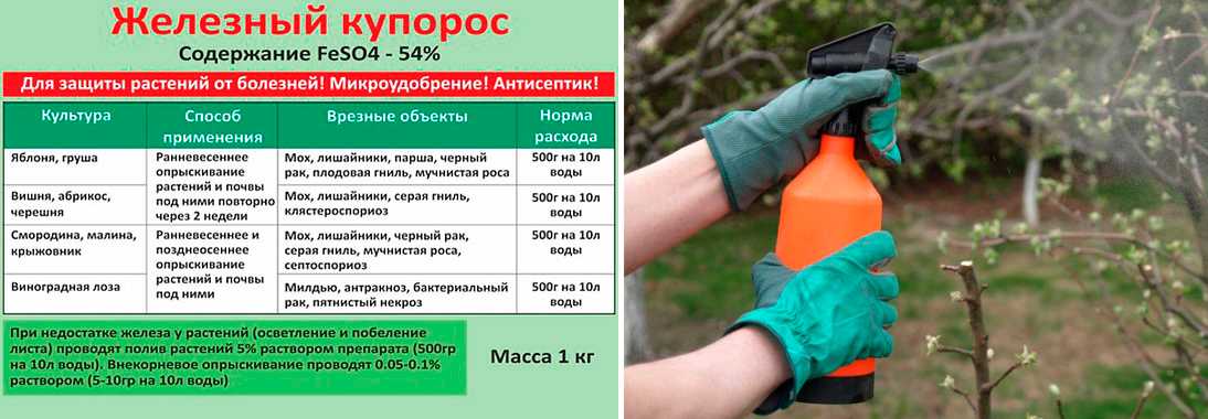 Чем обработать теплицу весной от вредителей и болезней перед посадкой растений без замены почвы?